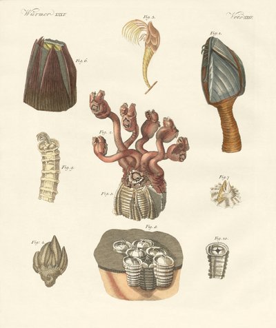 Cirrhipodas, Bristleworms veya brachiopods (renkli gravür) by German School
