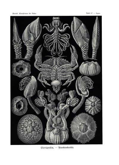 Sirripedia, 1899-1904 by German School