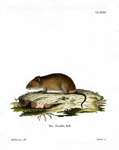 Cliff Mouse (renkli gravür) by German School