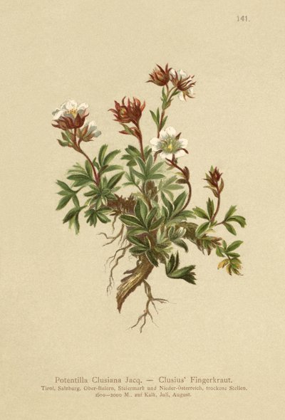 Clusius Cinquefoil (Potentilla Clusiana) by German School
