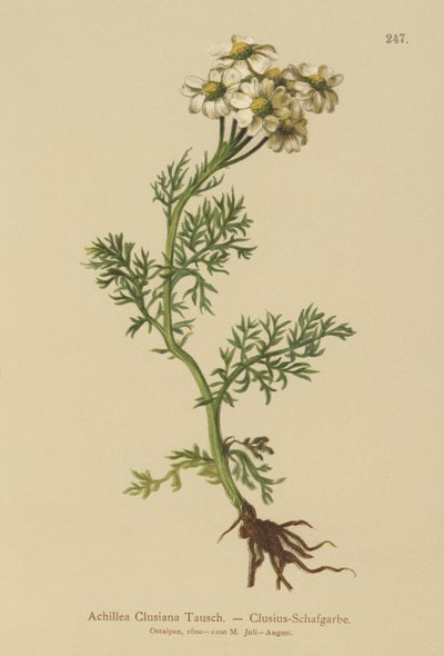 Clusius Civanperçemi (Achillea Clusiana, Achillea atrata ssp. clusiana) by German School