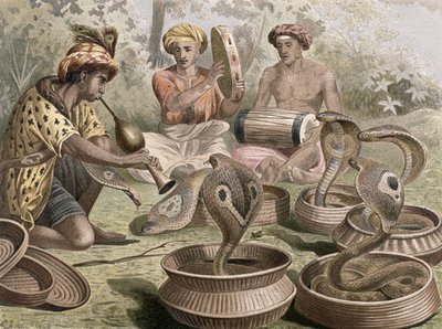 Cobra, Brehms Tierleben
