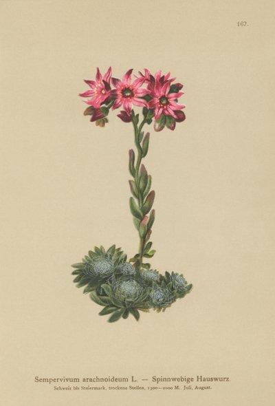 Örümcek Ağı Evileek (Sempervivum arachnoideum, Sedum arachnoideum, Sempervivum sanguineum) by German School