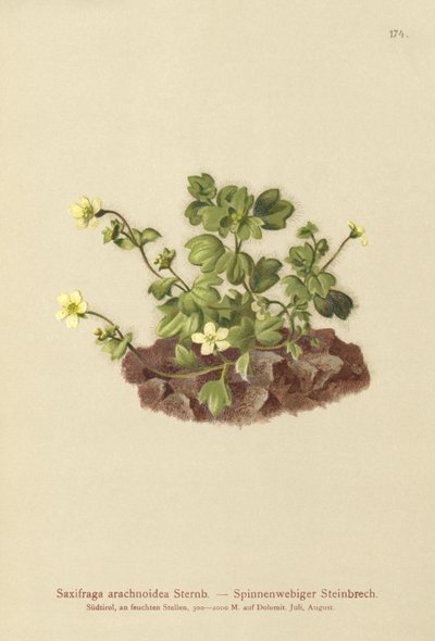 Örümcek Ağı Saxifrage (Saxifraga araknoidea) by German School