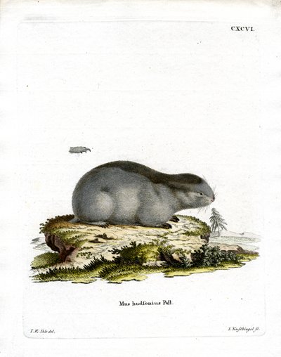 Yakalı Lemming (renkli gravür) by German School