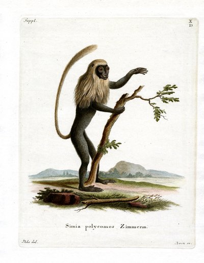 Colobus Maymunu (renkli gravür) by German School