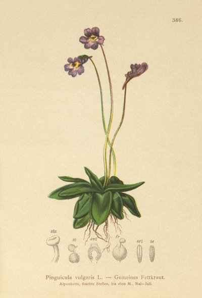 Ortak Butterwort (Pinguicula vulgaris) by German School