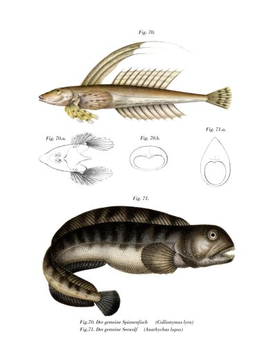 Ortak Dragonet (renkli lito) by German School