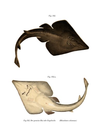 Adi Guitarfish (renkli lito) by German School