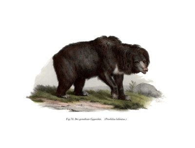 Ortak Hint Tembel Ayı, 1860 by German School