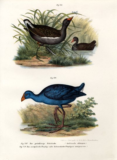Ortak Moorhen, 1864 by German School