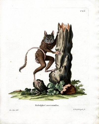 Ortak Fare Opossum (renkli gravür) by German School