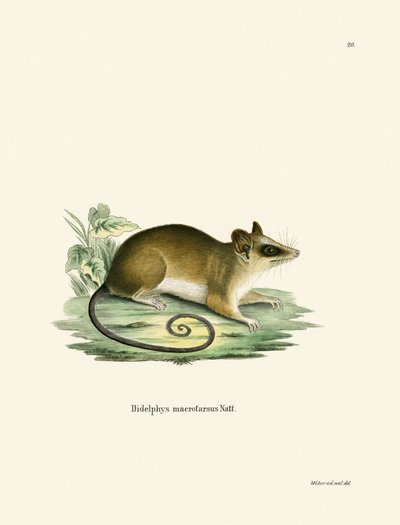 Ortak Fare Opossum (renkli gravür) by German School