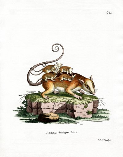 Ortak Fare Opossum (renkli gravür) by German School