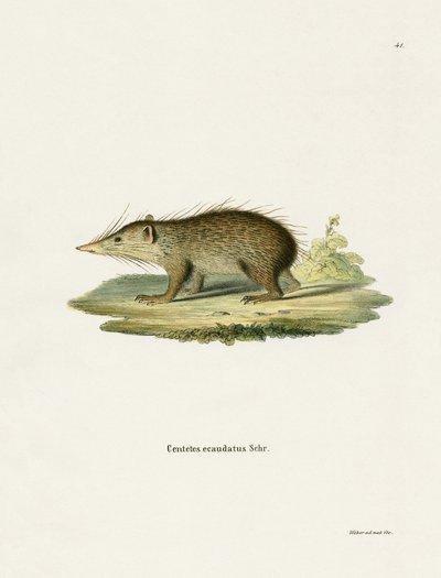 Ortak Tenrec (renkli gravür) by German School