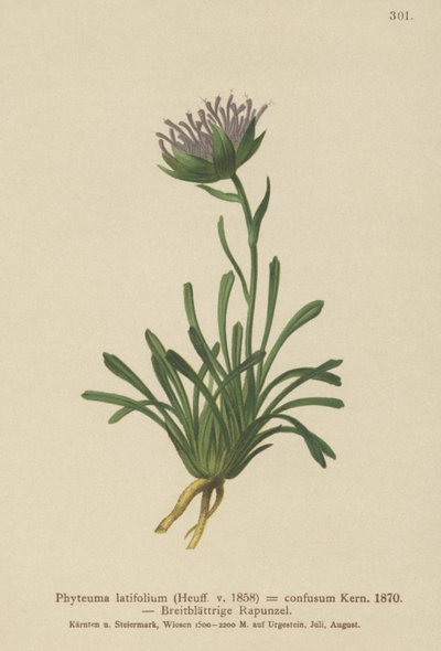 Karışık Rampa (Phyteuma confusum, Phyteuma latifolium, Phyteuma hemisphaericum) by German School
