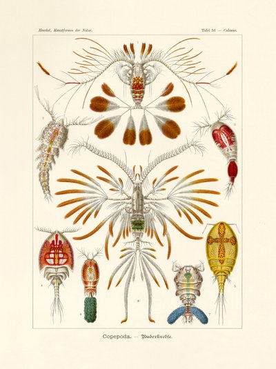 Kopepod, 1899-1904 by German School