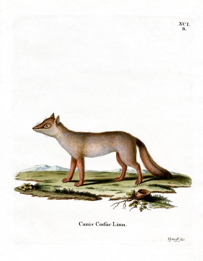 Corsac Fox (renkli gravür) by German School