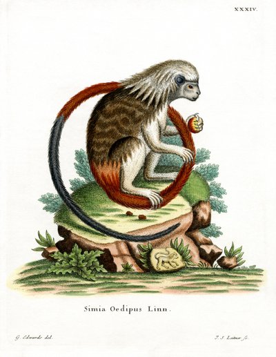 Pamuklu Tamarin (renkli gravür) by German School