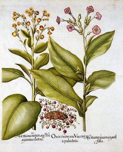 Kızılcık ve Çiçekli Tütün, Hortus Eystettensis