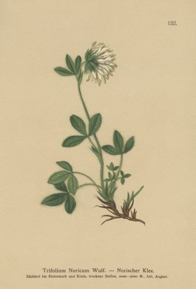 Kremalı Yonca (Trifolium Noricum) by German School
