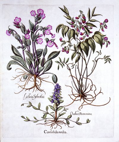 Hortus Eystettensis