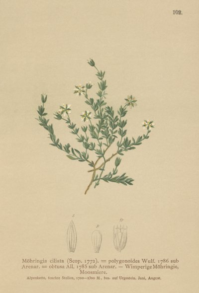 Sürünen Sandwort (Moehringia ciliata, Moehringia polygonoides, Arenaria obtusa) by German School