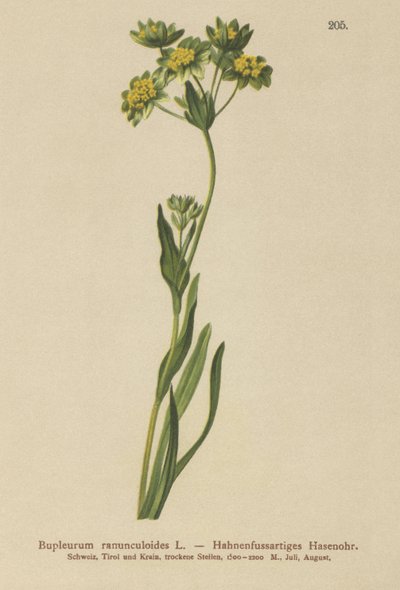 Kaz Ayağı Yapraklı Yaban Tavşanı Kulağı (Bupleurum ranunculoides) by German School