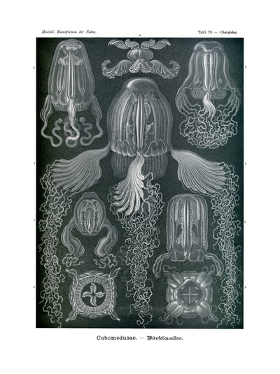 Kubomedusae, 1899-1904 by German School