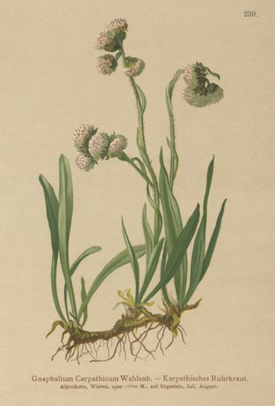 Cudweed (Gnaphalium Carpathicum) by German School