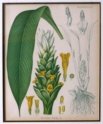 Curcuma longa (zerdeçal), Franz Eugen Kohler tarafından Kohlers Şifalı Bitkilerinden by German School