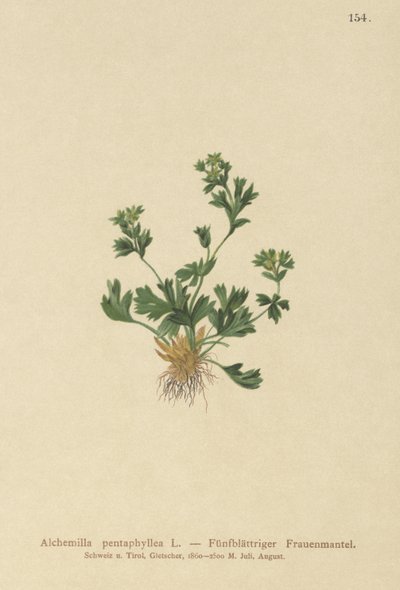 Kesilmiş Yapraklı Kadın Mantosu (Alchemilla pentaphyllea) by German School