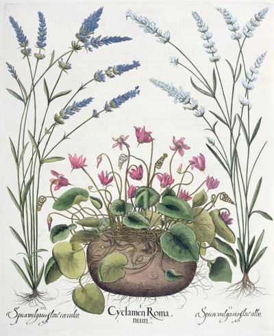 Siklamen ve Lavanta: 1.Siklamen Romanum; 2. Spica vulgaris beyaz çiçek; 3. Mavi çiçekli Spica vulgaris, Basil Besler