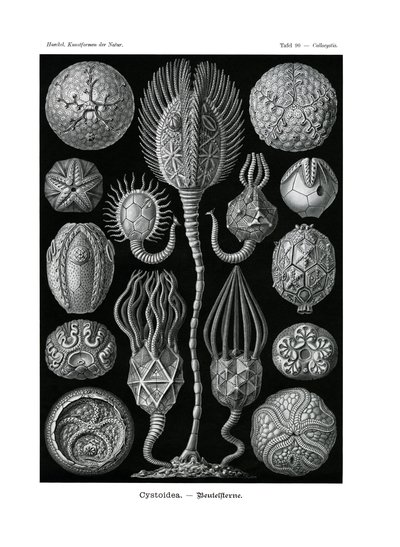 Sistoidea, 1899-1904 by German School