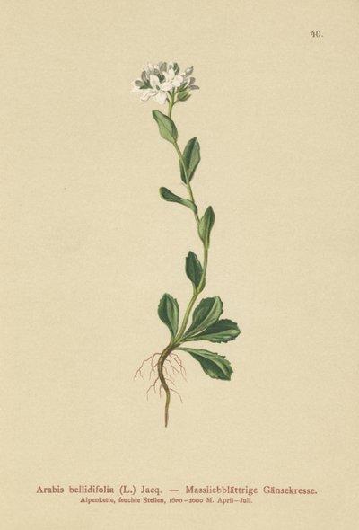 Papatya Kaya Tere (Arabis bellidifolia) by German School