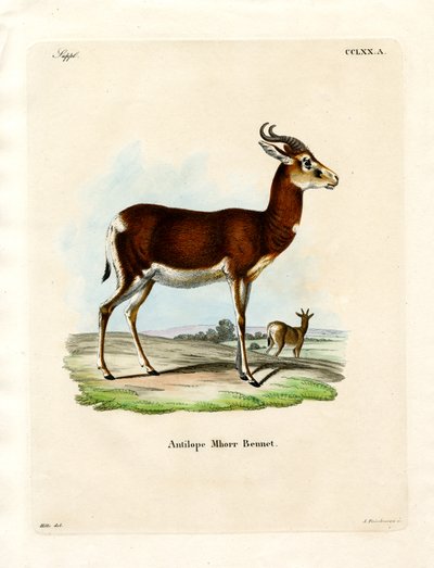 Dama Ceylan (renkli gravür) by German School