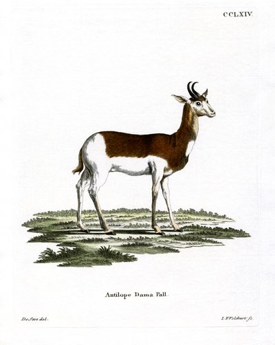 Dama Ceylan (renkli gravür) by German School