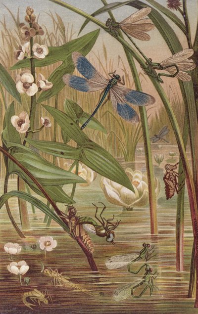 Damselfly Hatching, Brehms Tierleben