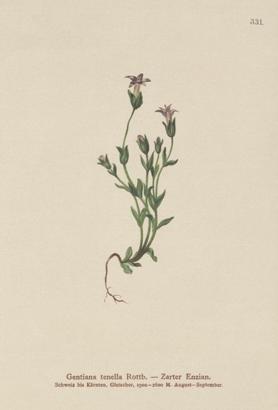Danimarkalı Cüce Gentian (Gentiana tenella, Gentianella tenella, Comastoma tenellum) by German School