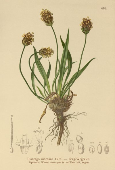 Karanlık Muz (Plantago atrata, Plantago montana) by German School
