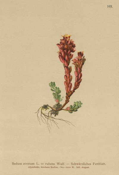 Dark Stonecrop (Sedum atratum, Sedum rubens) by German School