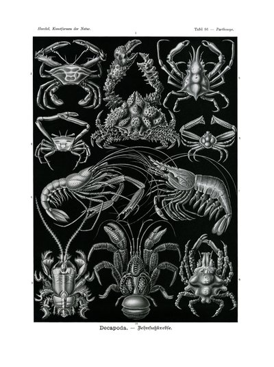 Decapoda, 1899-1904 by German School