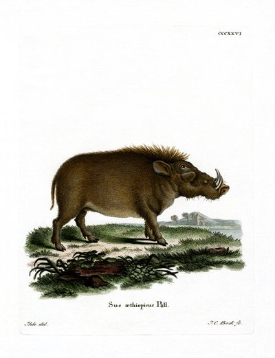 Desert Warthog (renkli gravür) by German School