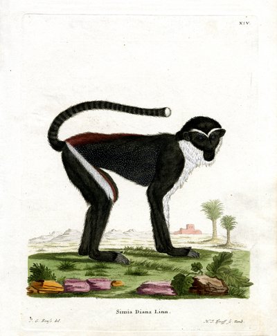 Diana Monkey (renkli gravür) by German School