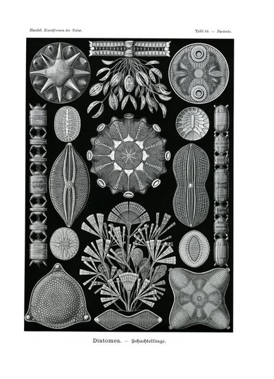Diatomea, 1899-1904 by German School