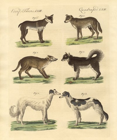 Farklı köpek türleri (renkli gravür) by German School