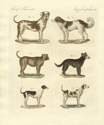 Farklı köpek türleri by German School