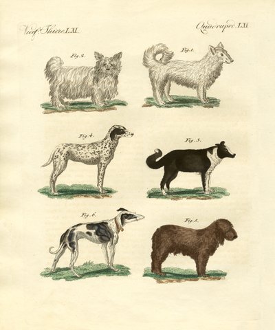 Farklı köpek türleri by German School