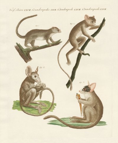 Farklı lemur türleri by German School