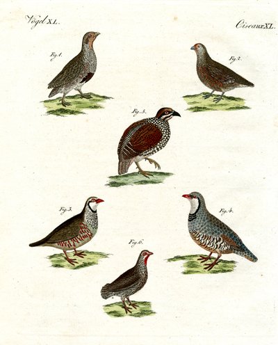 Keklik çeşitleri by German School